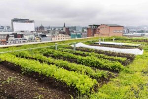 Green roofs
